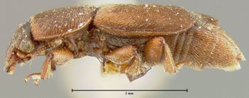Media type: image;   Entomology 24483 Aspect: habitus lateral view